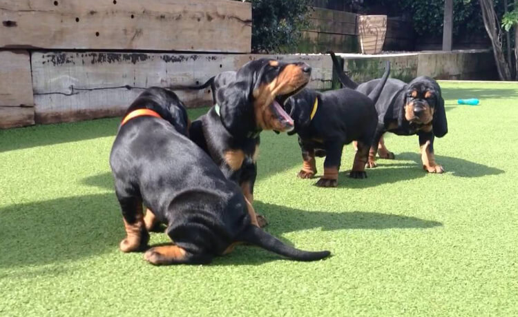  Black and Tan Coonhound